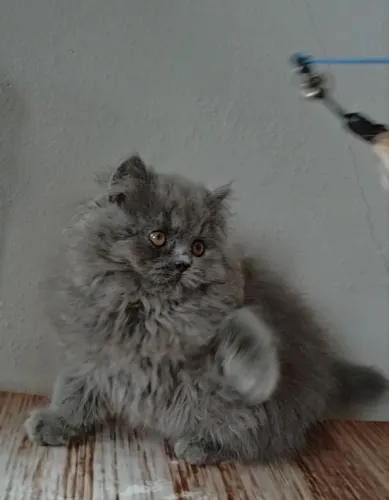 British Longhair Blue SP
