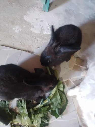Vendo os coelhos que não são de raças