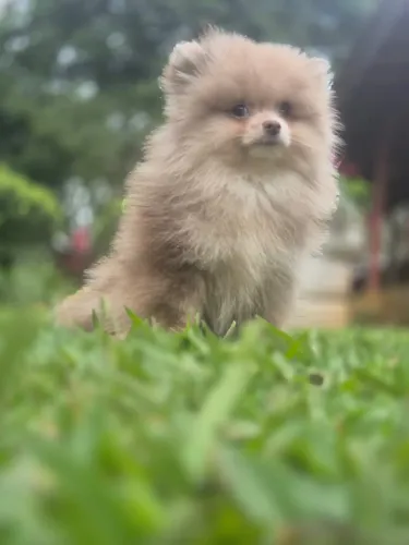 Lulu da pomeranea macho com 68 dias vermifugado