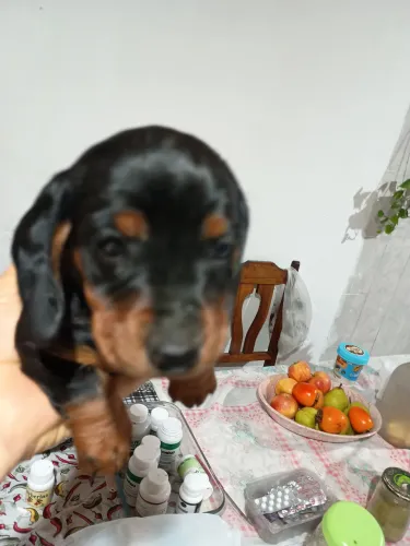Basset