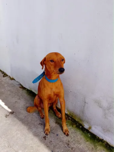 Cachorro macho super dócil para adoção 