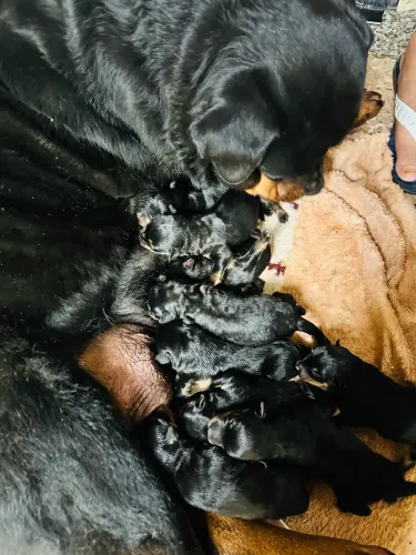 Rottweiler cabeça de touro 