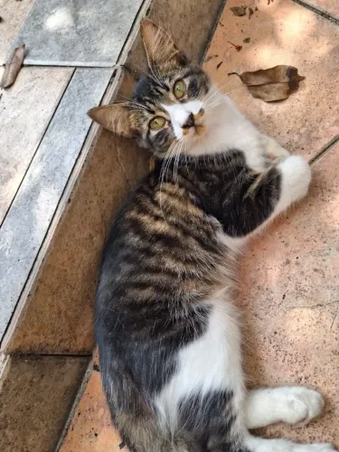 Doação gatinho macho 