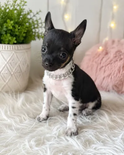 Pinscher Macho.