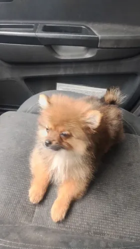 Filhotes de Spitz alemão a pronta entrega fêmea 2,000 machinho 1,500 e 2,000 troca 2,500
