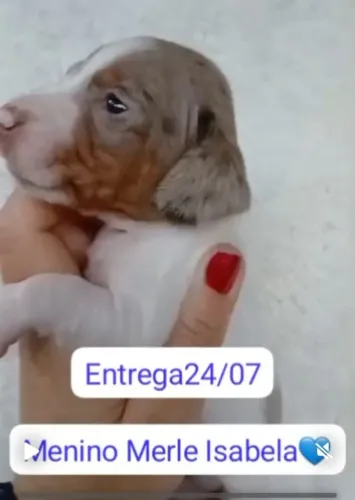 salsicha dachshund basset filhotes