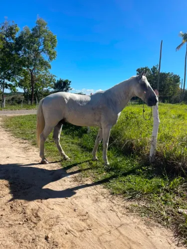 Cavalo mangalarga 