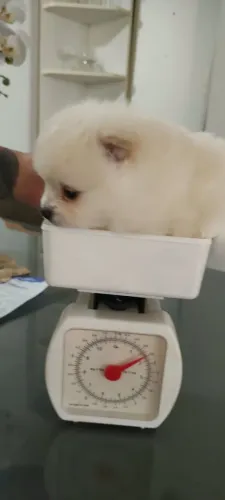 Lulu da pomerania anões