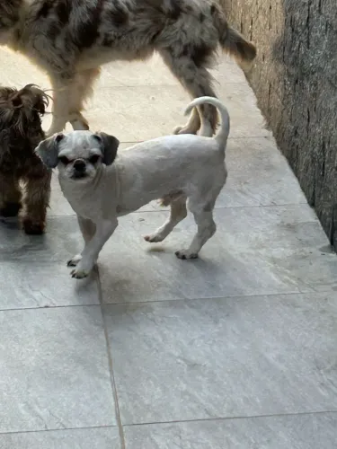 Macho Shitzu com 1 ano