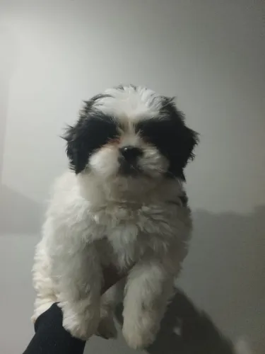 Shitzu