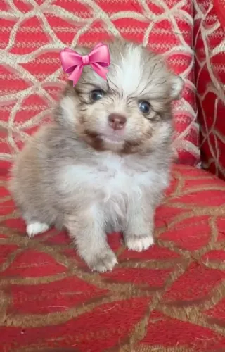 Que linda chocolate ?