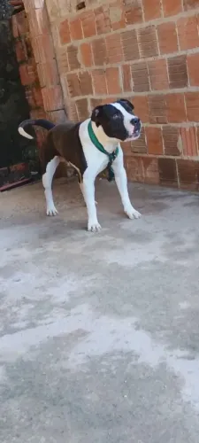 Pit Bull macho disponível.