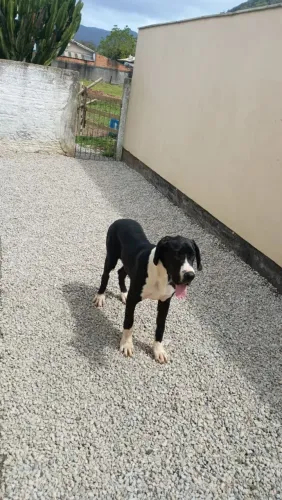 VENDO FILHOTE DE DOGUE ALEMÃO 
