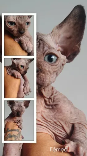 Sphynx "Gatos Sem Pelos"valor especial