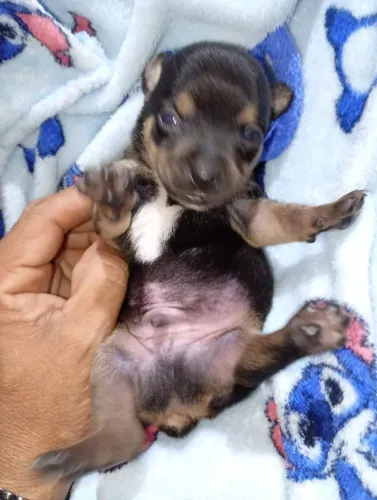 Pinscher 0 macho