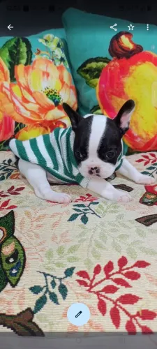 Bulldog francês