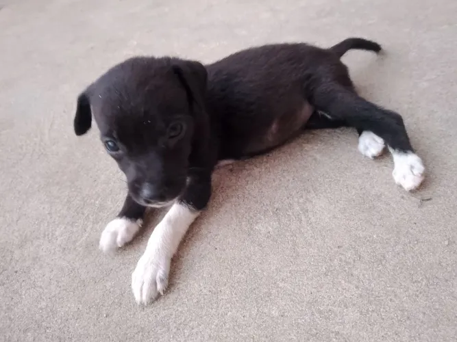 Filhotes de cachorro