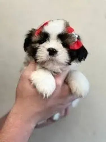 Shih Tzu "Prefiro ficar sozinho."