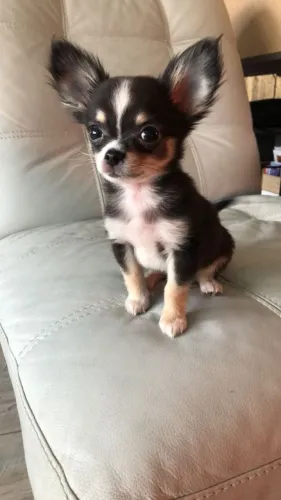 Chihuahua