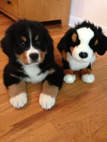 Filhote de Bernese Mountain Dog O Gigante Gentil Que Encanta Desde Filhote