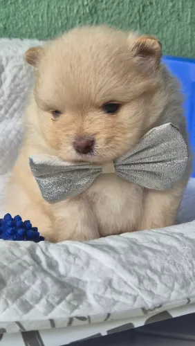 Filhotes de spitz alemão vacinados pais com pedigree