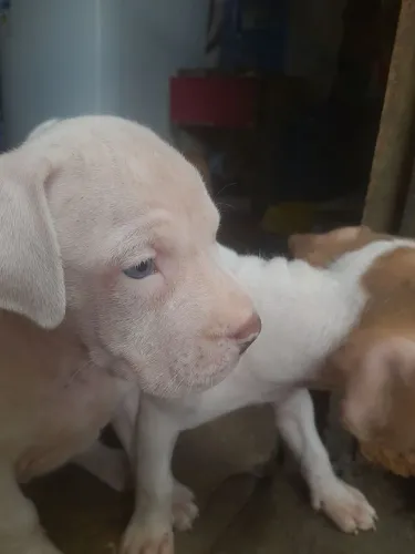 Cachorro Pitbull 