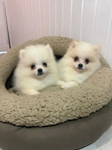 Filhotes Spitz Alemão/ Lulu da Pomerânia 