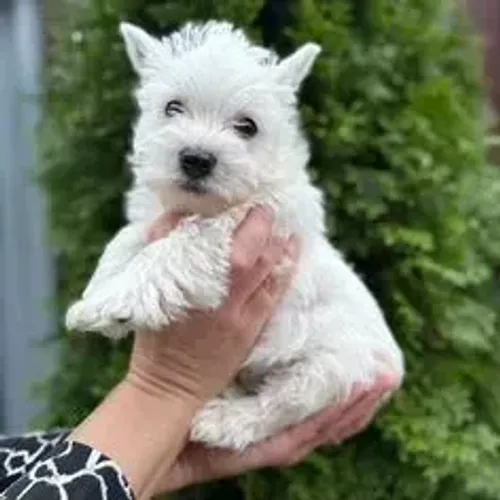 West Terrier Filhote Muito Amoroso Disponível