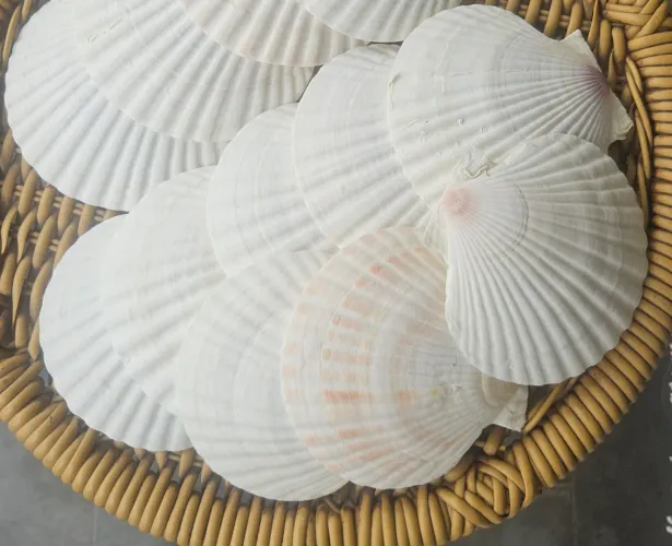 Conchas Vieiras para Culinária e Decoração