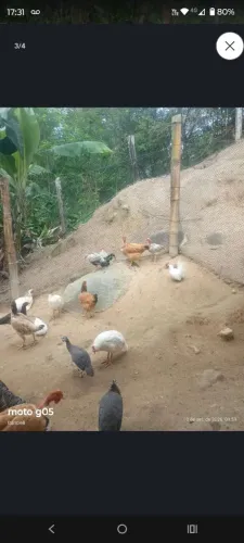 Vende se galinhas