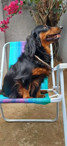 FILHOTES DACHSHUND PÊLO LONGO EM BREVE