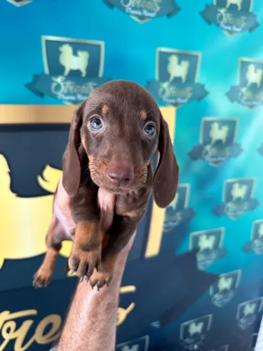 Filhotes de Dachshund disponiveis pra reserva