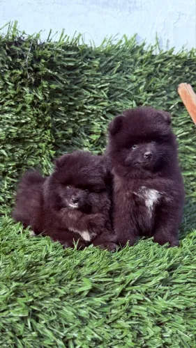 Pomsky
