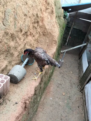vendo essa franguinha