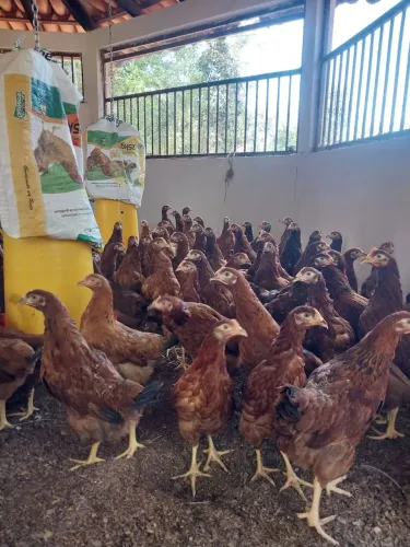 Franga Galinha Postura Poedeira Embrapa O51