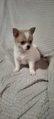 Chihuahua fêmea