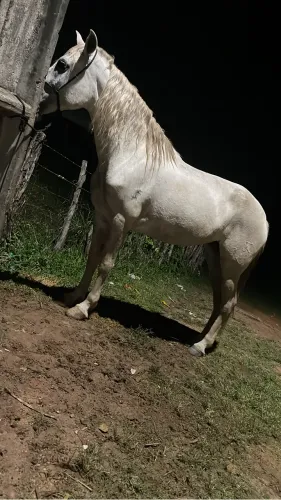Vende se égua mangalarga