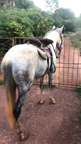 Vendo ou troco cavalo de macha picada