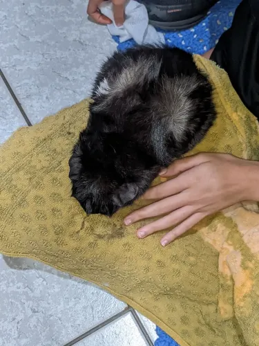 Doação de Porquinho da índia
