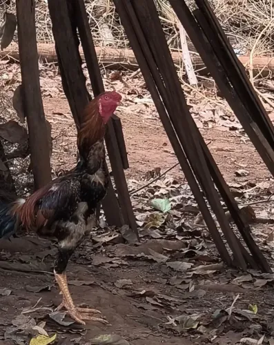 Vendo galo jovem Índio Gigante 