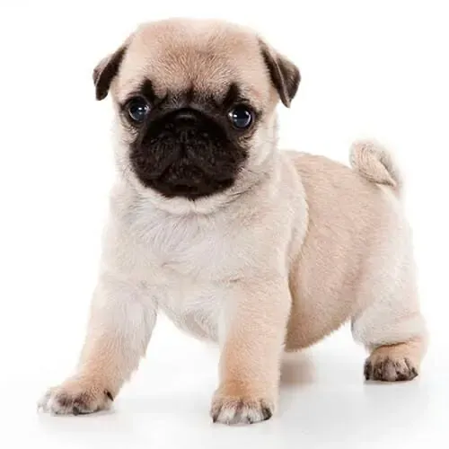 Filhote pug