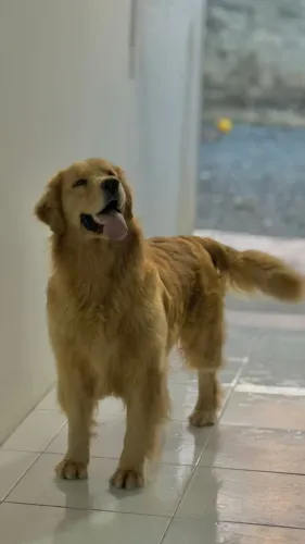 Animais de estimação
