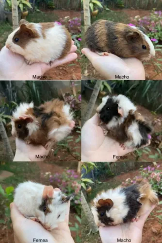Porquinhos da índia