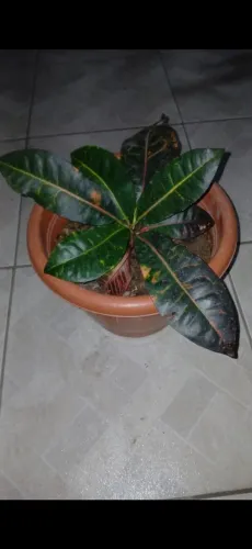 Planta Cróton 
