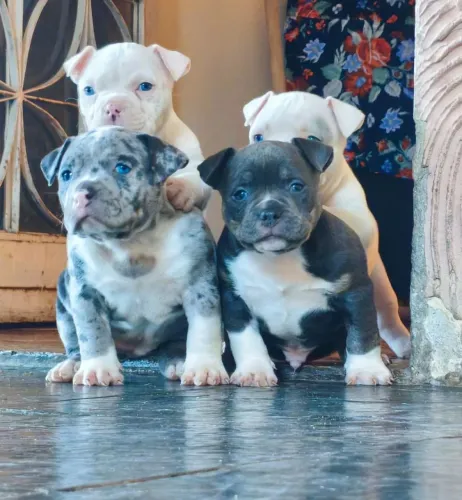 Filhotes de American Bully disponíveis pra venda ?