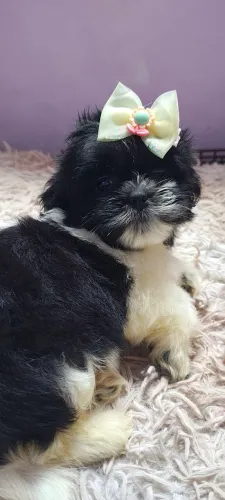 Shih Tzu 