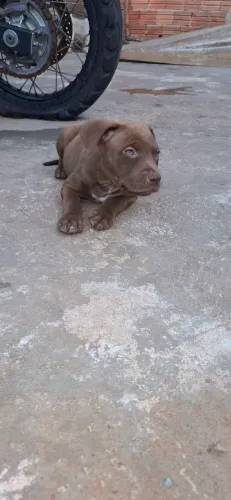 Filhote de pit bull