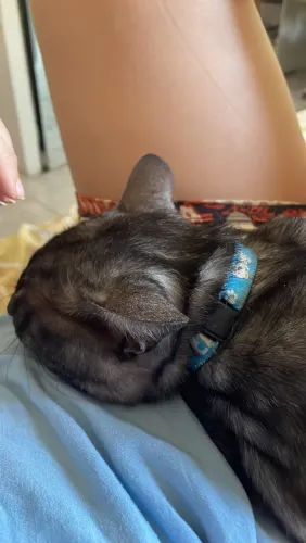 Doa-se gatinho muito manso e carinhoso com comedouro e bebedouro