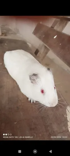 Preá ( porquinho da índia)