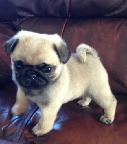 Filhotes De Pug - Amor Que Conforta